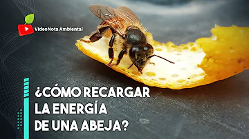 ¿Puedes salvar a una abeja envenenada?