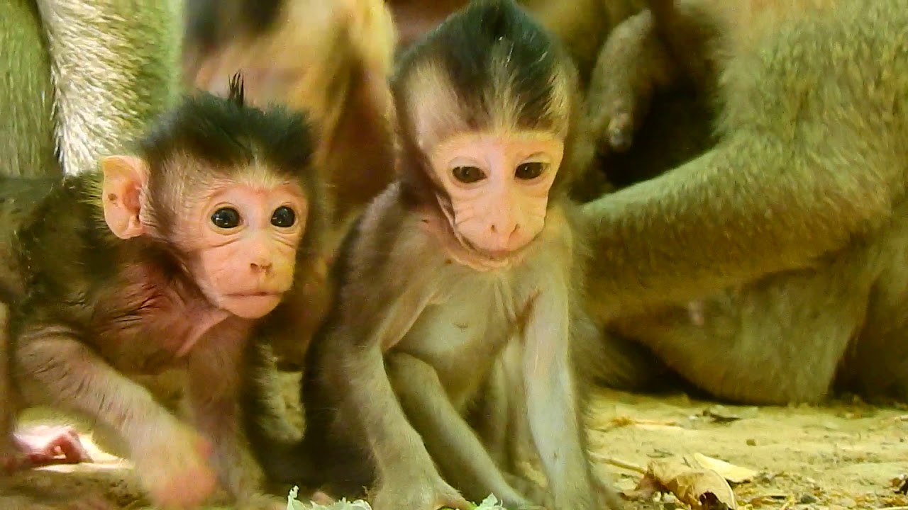 Oh! Tiny & skinny baby monkey Nelson plying with newborn Allie & Mandela. Nelson is playful now.