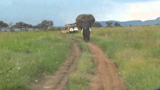 Close encounter with elephant in Serengeti