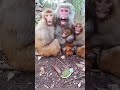 Monkey ki funny comedy short