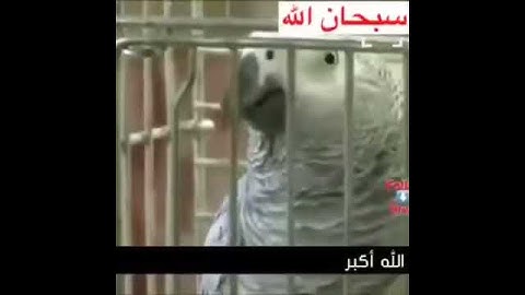 بغبغان يقرأ سورة  الإخلاص / سبحان الله