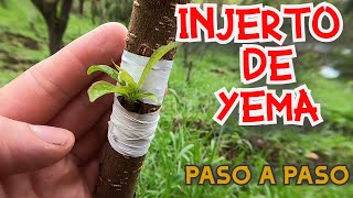 🌱INJERTO DE YEMA EN ÁRBOLES FRUTALES/ INJERTO EN T /TUTORIAL PASO A PASO FÁCIL &amp; PRÁCTICO🌱✔