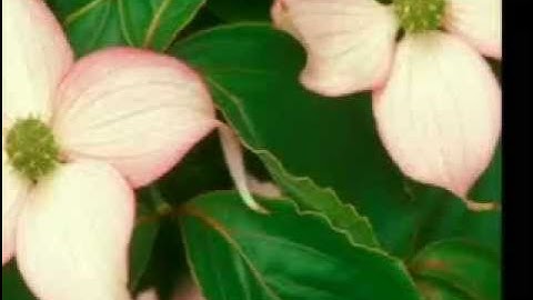 سعد الغامدي سورة الجاثية تلاوة حزينة جدا .flv