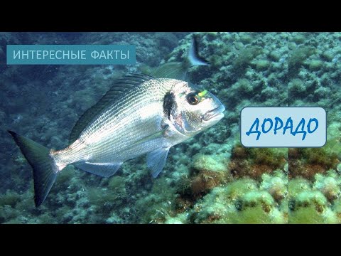 ДОРАДО🐟/Рыбы/Животные/Интересные факты