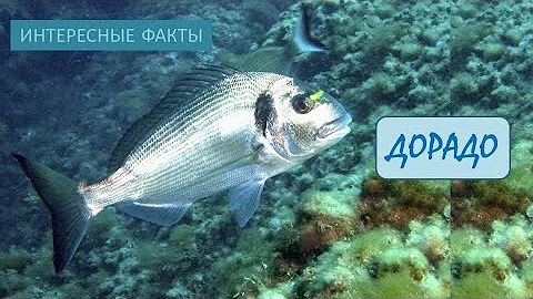 ДОРАДО🐟/Рыбы/Животные/Интересные факты