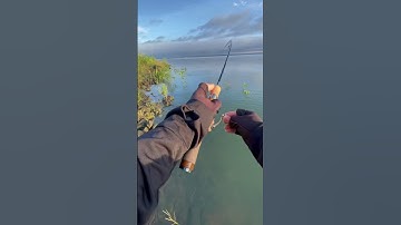 Lure cá hoàng đế hồ trị an mùa nước lên🎣🐟#câucá #fishing #caucadaptrian #câucáhoàngđế #short