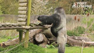 It's Ambam The Famous Gorilla's 27th Birthday!