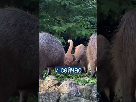 Рыжий кот думает, что он капибара