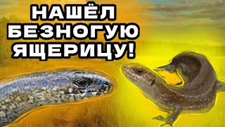 картинка: НАШЁЛ ЯЩЕРИЦУ БЕЗ ЛАП!!! ПОЙМАЛ В ЛЕСУ ВЕРЕТЕНИЦУ! #животные ,#природа
