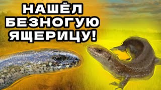 НАШЁЛ ЯЩЕРИЦУ БЕЗ ЛАП!!! ПОЙМАЛ В ЛЕСУ ВЕРЕТЕНИЦУ! #животные ,#природа