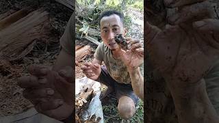 Download Lagu makanan belut alami yang penuh nutrisi MP3