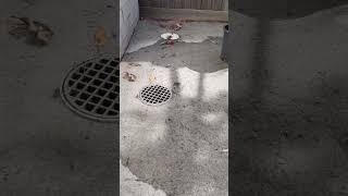 Kids Block Up Drain With Rocks - My Drain Doctor Blocked Drains Gold Coast