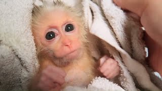 Welcome the new monkey baby - EMILY