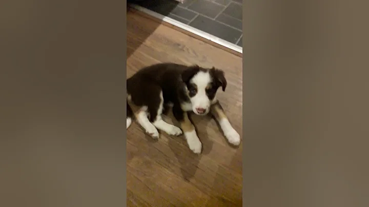 Boni Border Collie (8weeks) 1st day at home