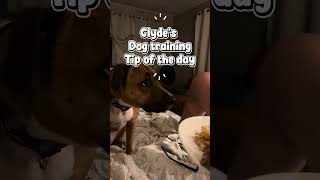 #dogtraining #tips 2: teach your #dog impulse control-It could save their life #dogsofyoutube #love