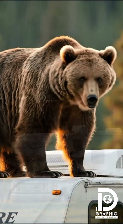 π» Grizzly Bear Hijacks Our RV ROOF! π±