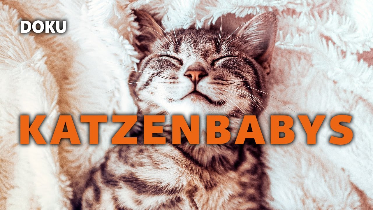 Entwicklung eines Katzenbabys von 0–8 Wochen ❤️ (SO NIEDLICH)