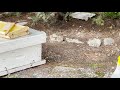 Swarming of the Bees 2021 4K