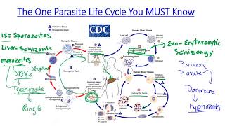 Plasmodium malária fejlődési ciklus rajza enterobiasis diszpanzió megfigyelés