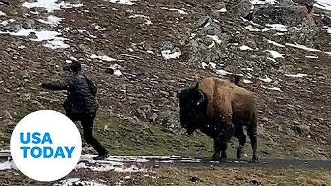 Wild animals don't want a selfie with you. Stop approaching them. | USA TODAY