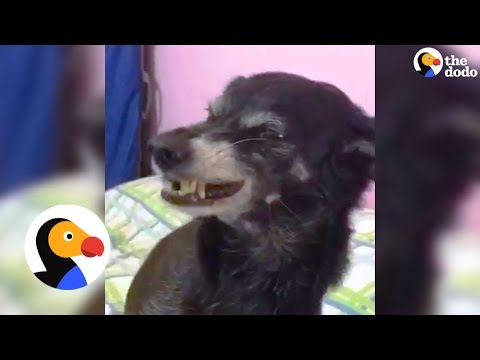 the dodow reviews Dog's Funny but Adorable Smile Adored by Owner | The Dodo