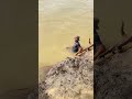 Amazing cast net fishing ! Fishing in Nepal #net fishing #nepalfishing #fishingnets #fishingworld