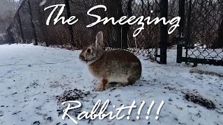 The sneezing rabbit!  A cardinal gets away just in time. by Brian 360 217 views 3 months ago 52 seconds