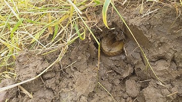 Long Bẫy Rắn Tiền Giang Đi Đào Chuột Gặp Phải Con Rắn Khủng Trú Ẩn Trong Hang Chuột