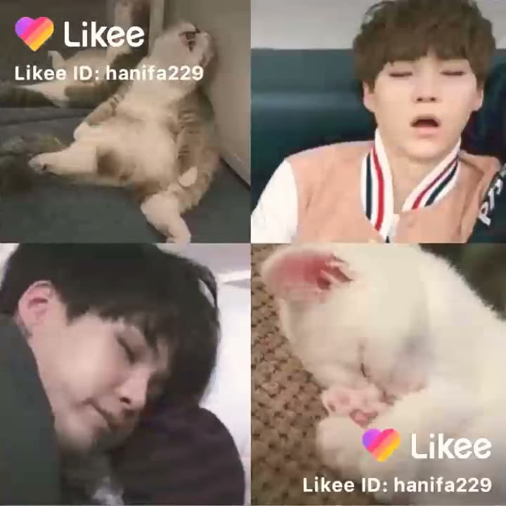 inilah tingkah suga BTS sama dengan kucing 😂😆