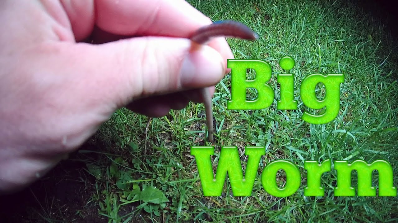 Big Earthworms in the night after heavy rain - YouTube
