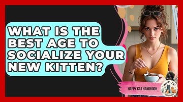 What Is The Best Age To Socialize Your New Kitten? - Happy Cat Handbook