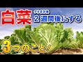 #5.【白菜の育て方】植え付け2〜3週間後にする3つのコト【家庭菜園】【害虫】