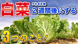 #5.【白菜の育て方】植え付け2〜3週間後にする3つのコト【家庭菜園】【害虫】