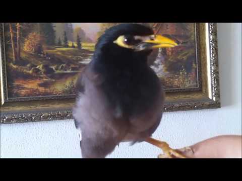 Поюще говорящий бандит,майна Лаки... Talking Myna bird Lucky