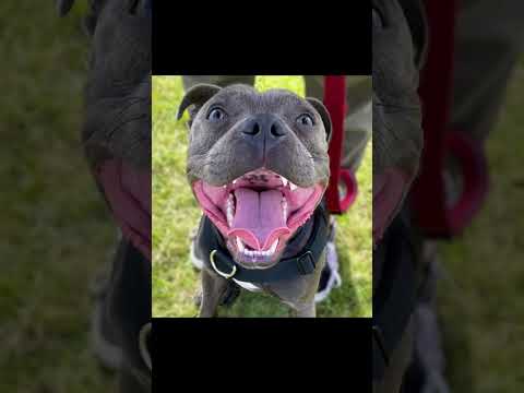 Video: American Staffordshire Pit Bull Terrier cachorros