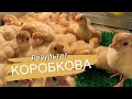 Как справился инкубатор Коробкова с индейкой и бройлером ❗️