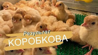 Как справился инкубатор Коробкова с индейкой и бройлером ❗️