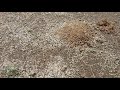 地面に巣を作る蜂、巣への出入り！