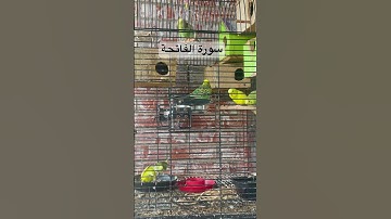 #سورة_الفاتحة #قرآن #المصحف #مشاري_العفاسي #العراق #طيور #البادجي #quran #birds #budgies #america
