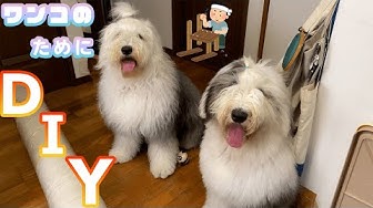 オールドイングリッシュシープドッグ Youtube オールドイングリッシュシープドッグ Youtube