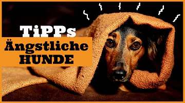 Was macht Hunde Angst?