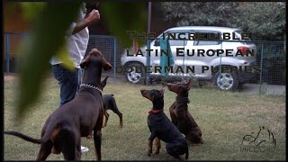 THE INCREDIBLE LATIN EUROPEAN DOBERMAN PUPPIES | ONE-ON-ONE TALK | #doberman