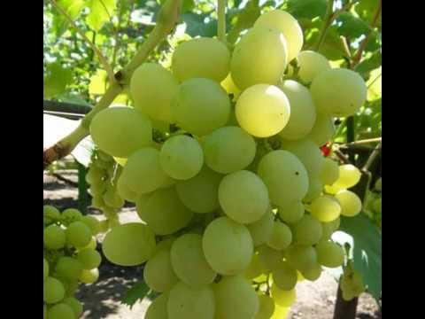 Виноград Ванюша - описание - YouTube