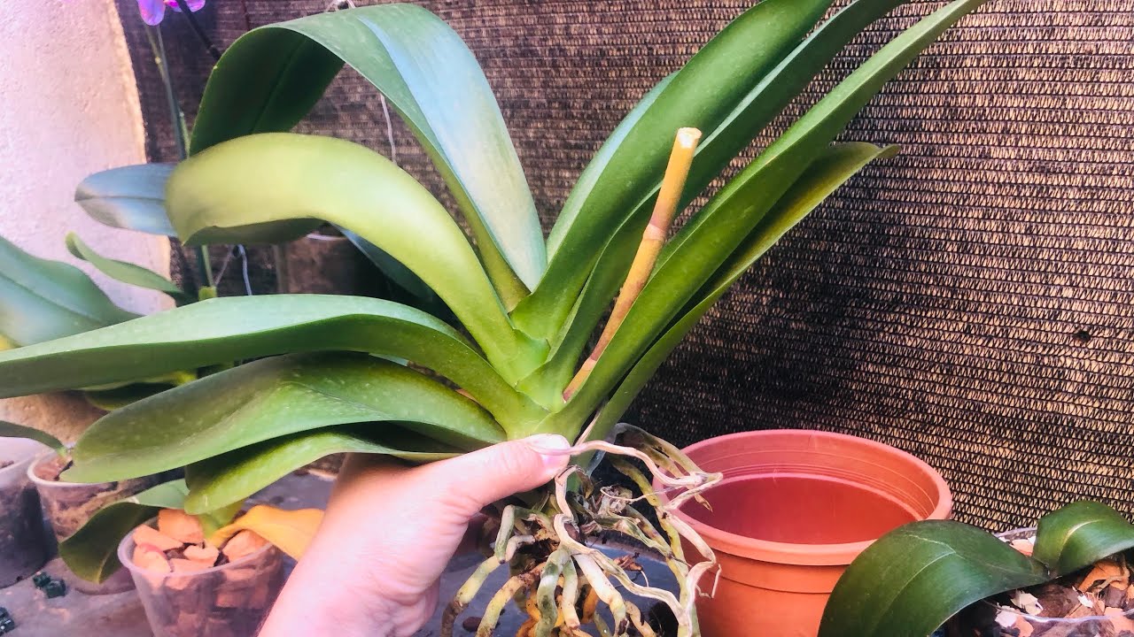 VEJA como REPLANTAR uma Orquídea GIGANTE!PHALAENOPSIS