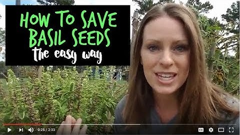 How to Save Basil Seeds