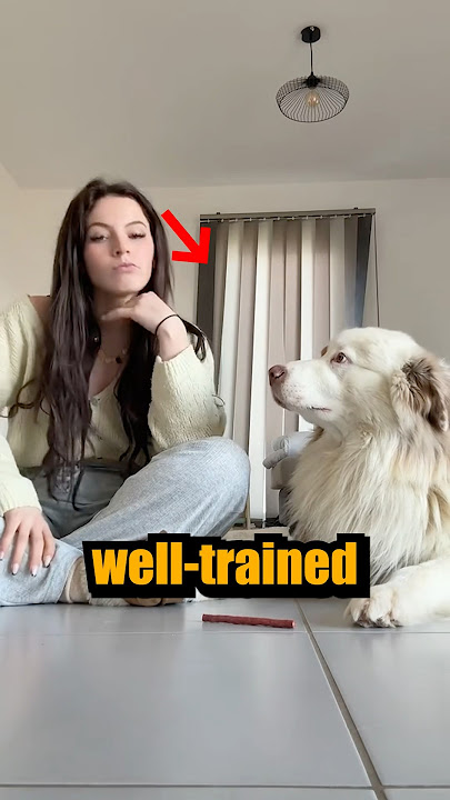 Most patient dog 🤯