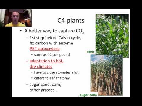 C3 and C4 Plants - YouTube