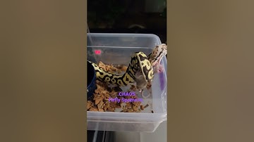 #shorts #snake #reptiles #ballpython #animals #ballpythonfeeding #subscribe #shortfeed #shortvideo