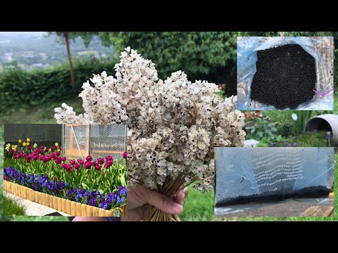 Video: Muscari Oder Viperbogen