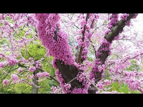 Video: Da li stabla platana kasno cvjetaju?